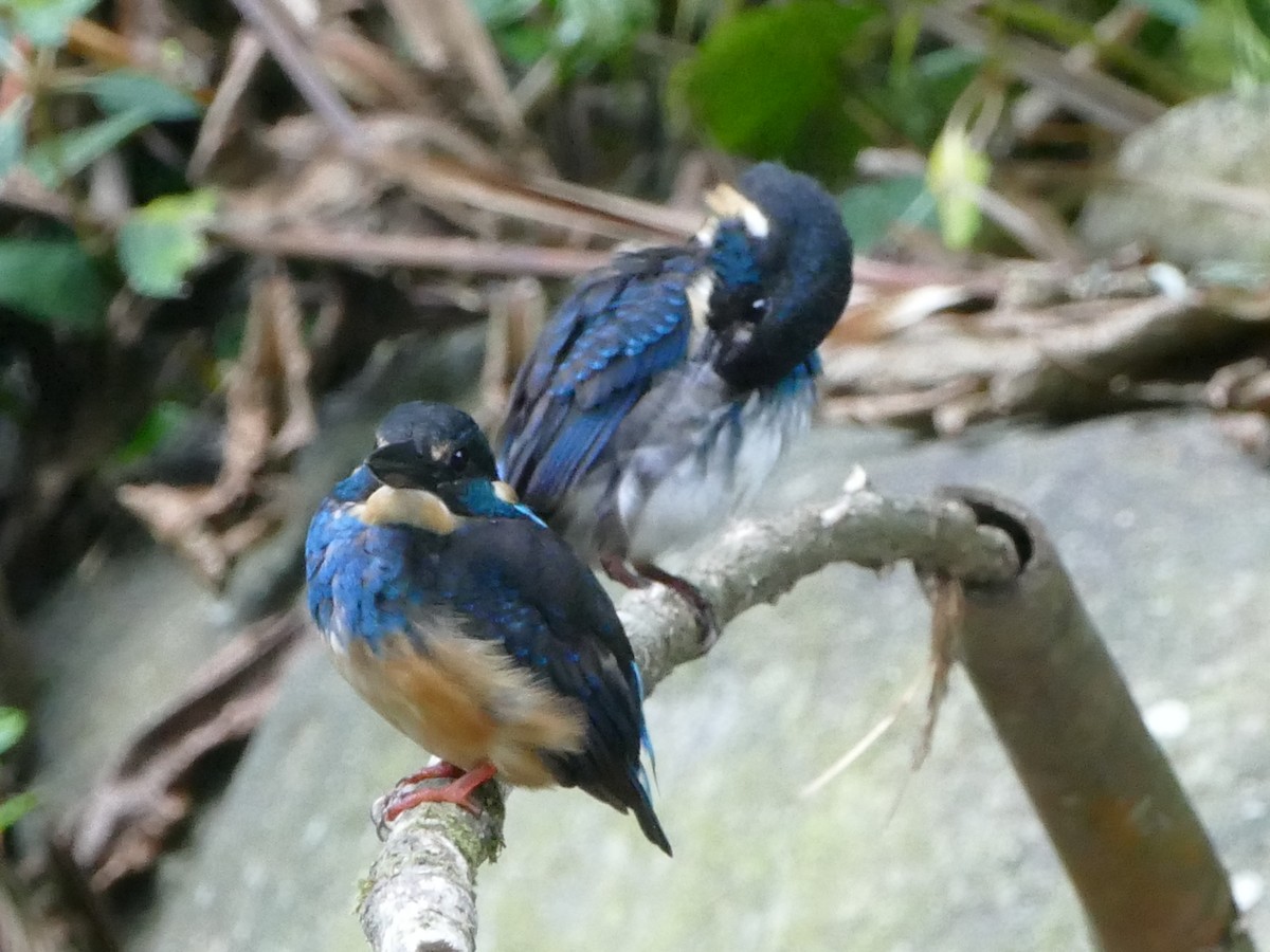 Javan Blue-banded Kingfisher - ML608201641