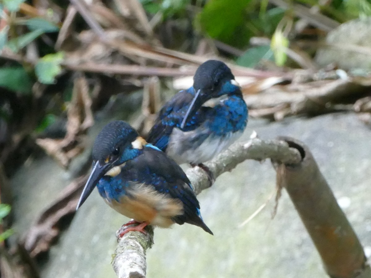 Javan Blue-banded Kingfisher - ML608201651