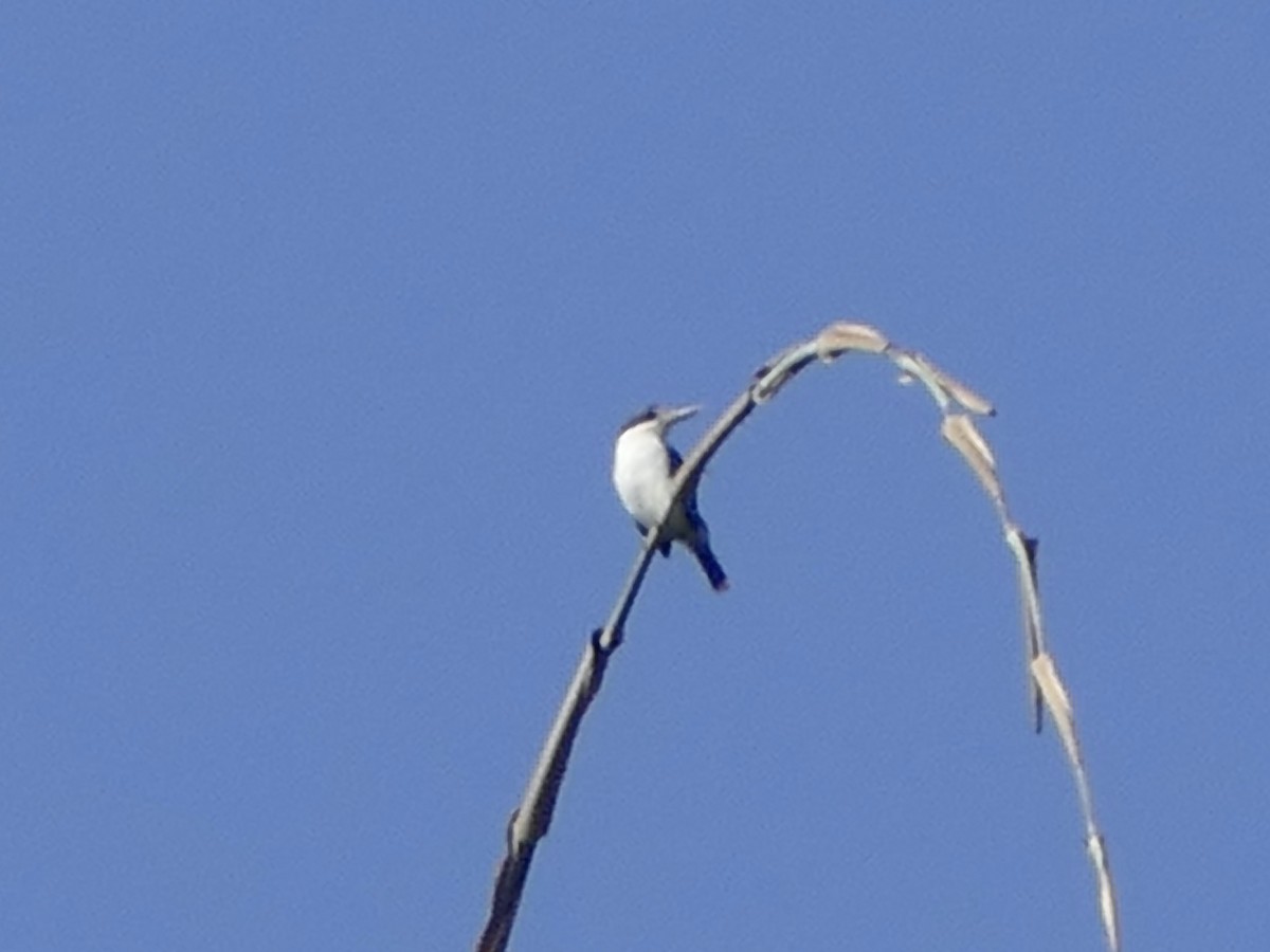 Collared Kingfisher - ML608201711