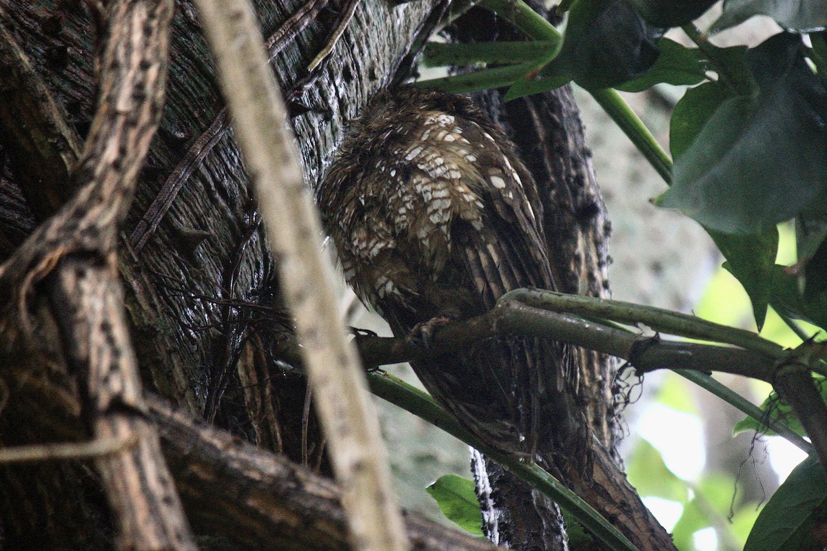 African Wood-Owl - ML608202051