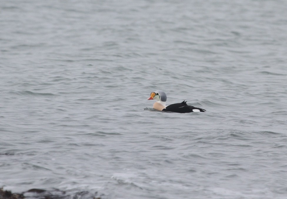 King Eider - ML608202311