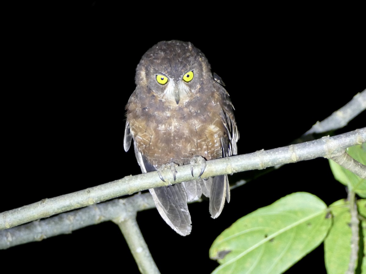 Enggano Scops-Owl - Peter Kaestner