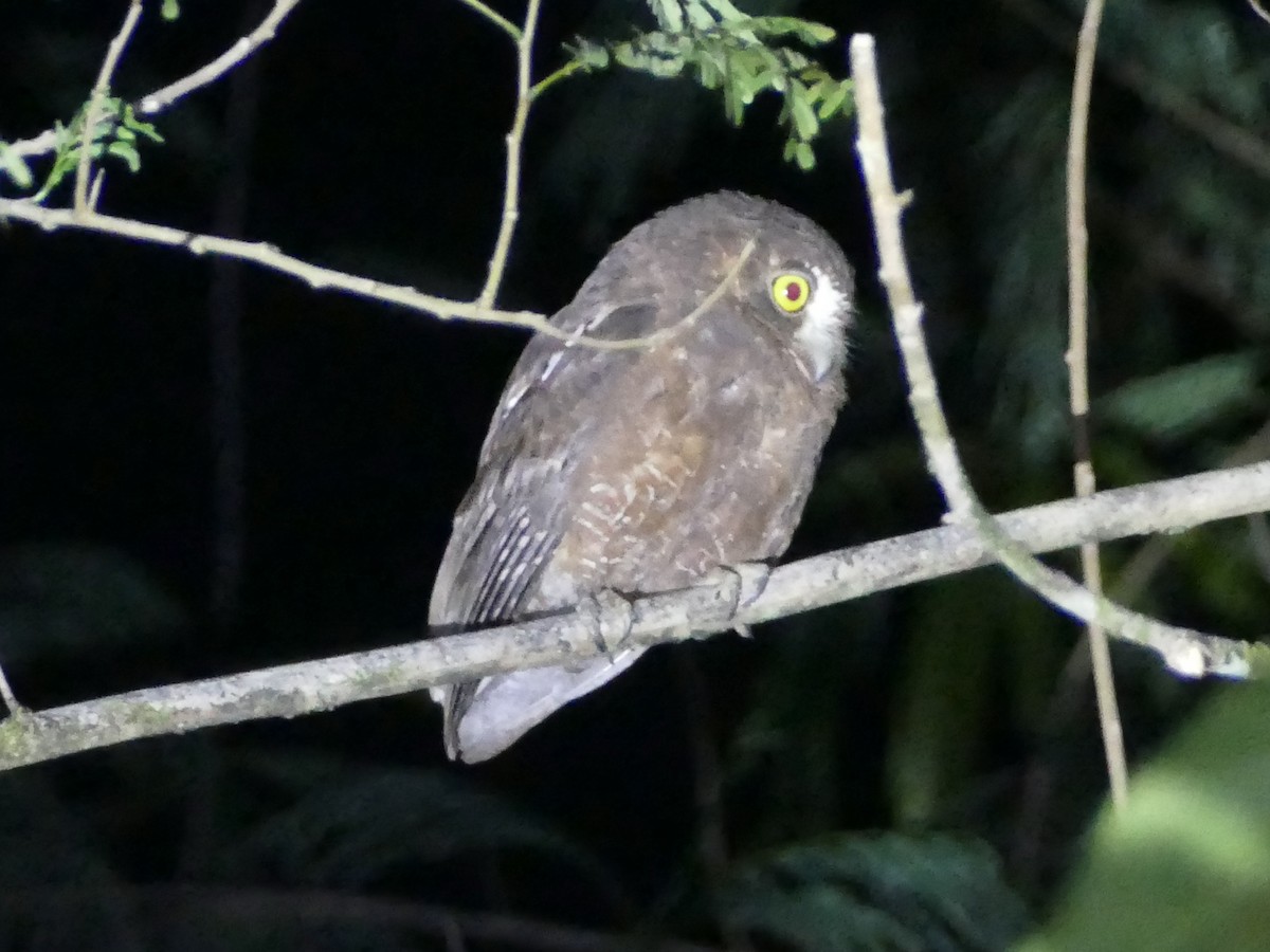 Enggano Scops-Owl - Peter Kaestner