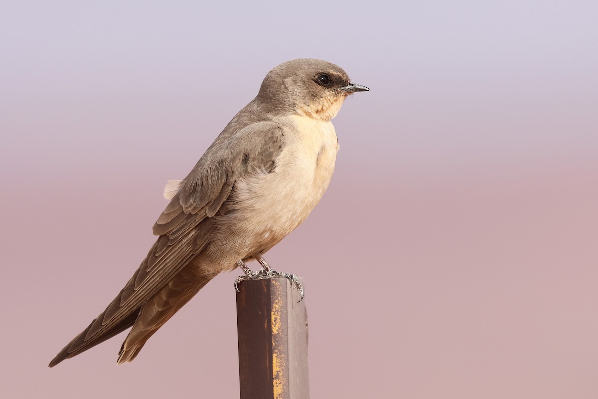 Southern Crag-Martin - Benoit Maire