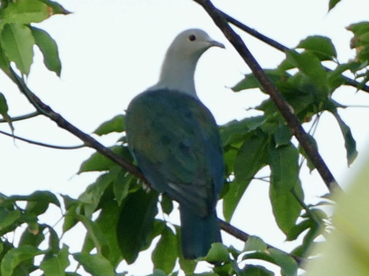 Enggano Imperial-Pigeon - ML608203891