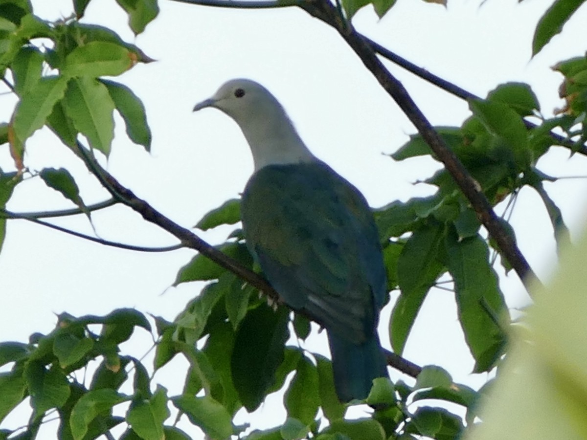 Enggano Imperial-Pigeon - Peter Kaestner