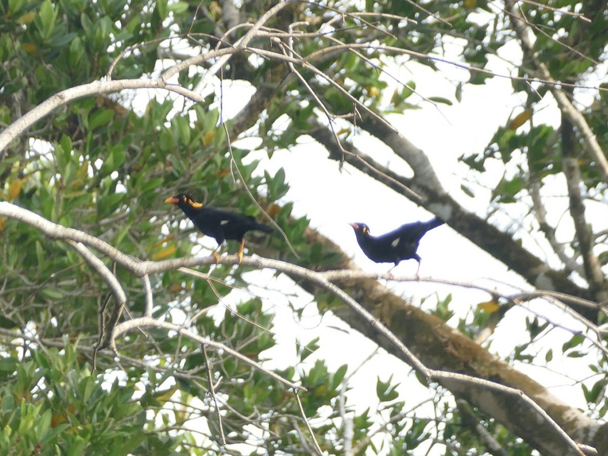 Common Hill Myna (Enggano) - ML608204111