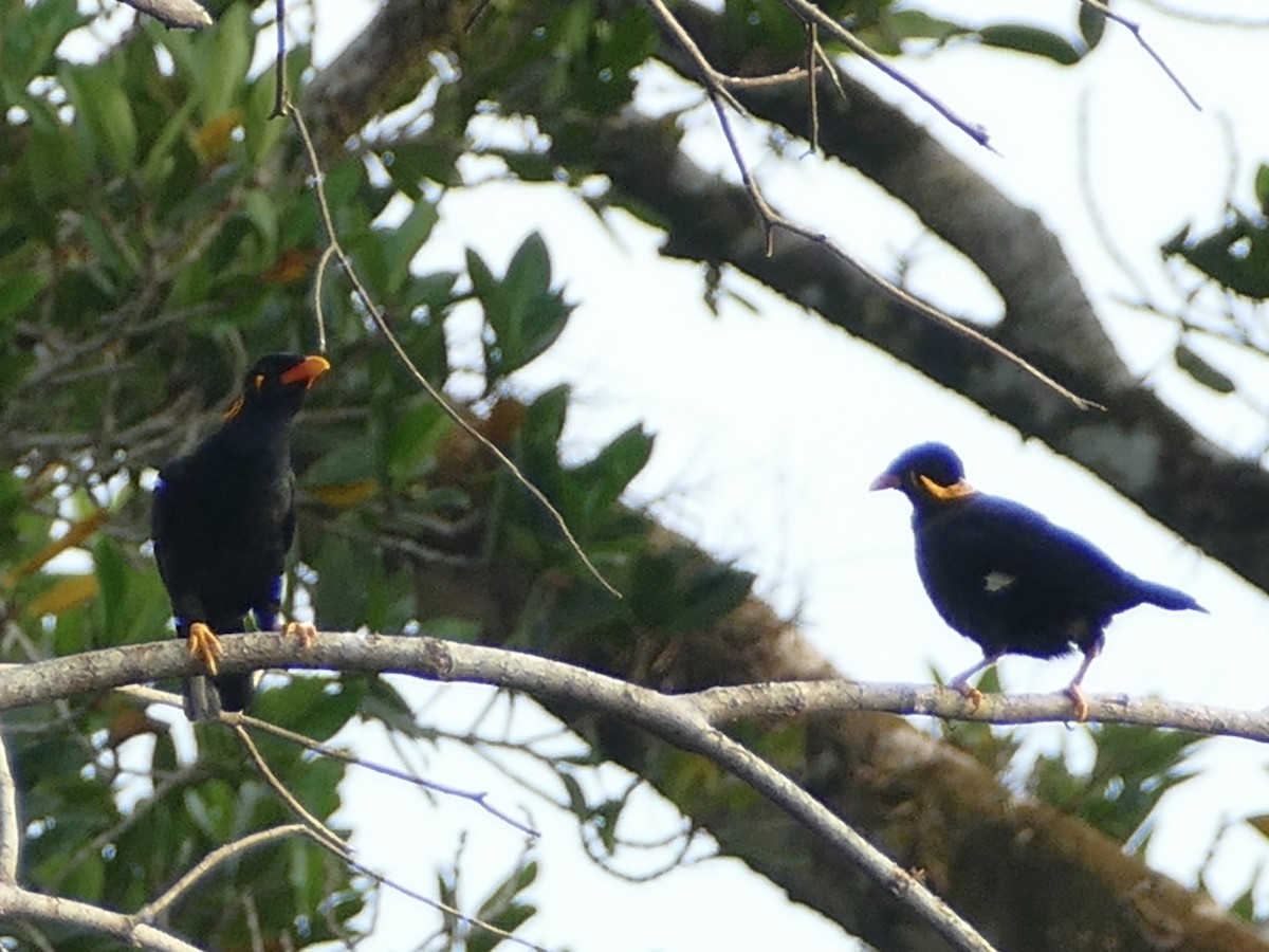 Common Hill Myna (Enggano) - ML608204121