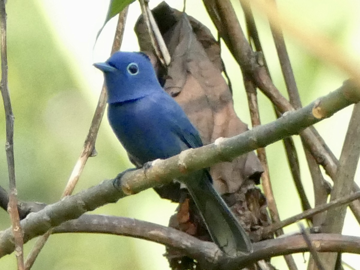 Black-naped Monarch - ML608204181