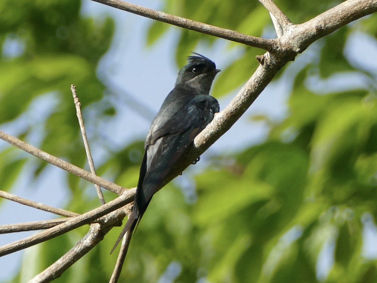 カンムリアマツバメ - ML608204211