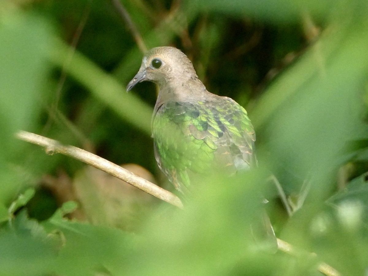 holub zelenokřídlý - ML608204221