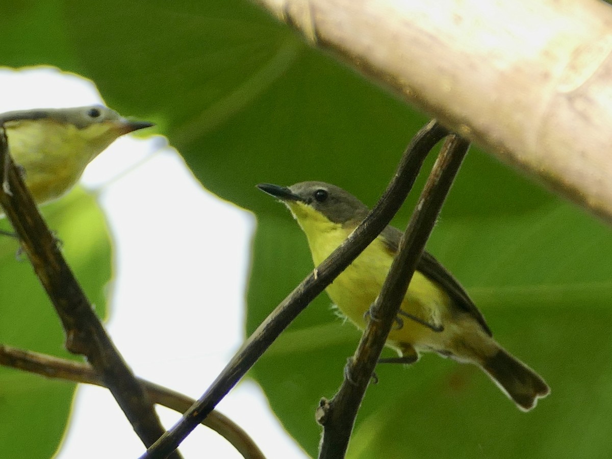 Golden-bellied Gerygone - ML608204241