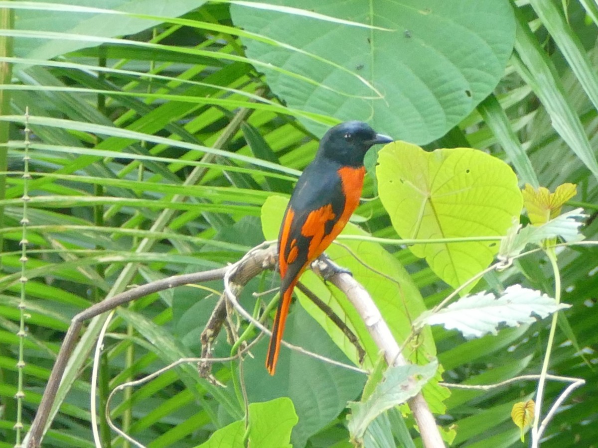 Scarlet Minivet - ML608204261