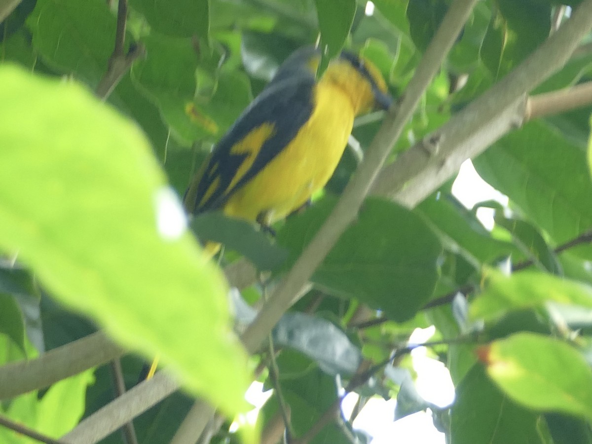 Scarlet Minivet - Peter Kaestner