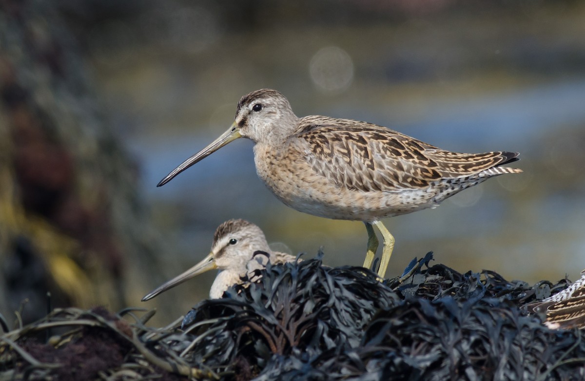 Short-billed Dowitcher - ML608204521