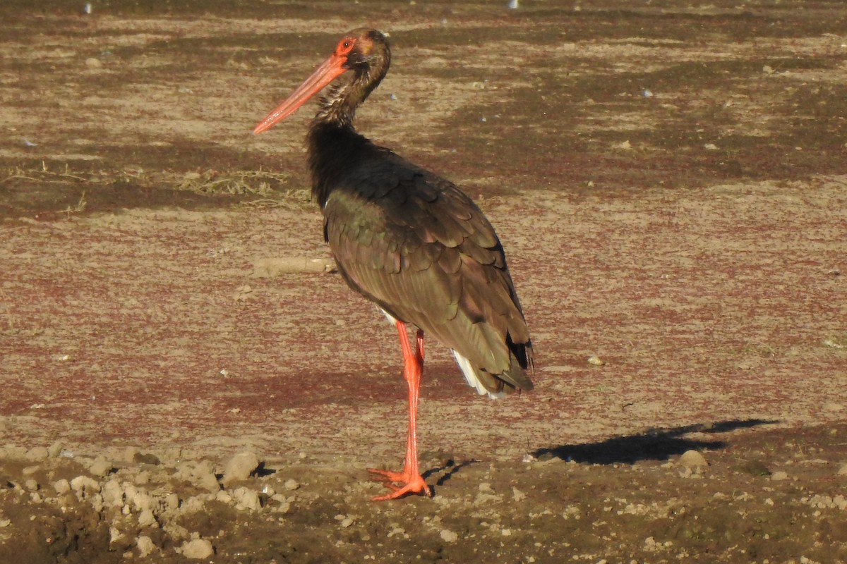 Black Stork - ML608204621