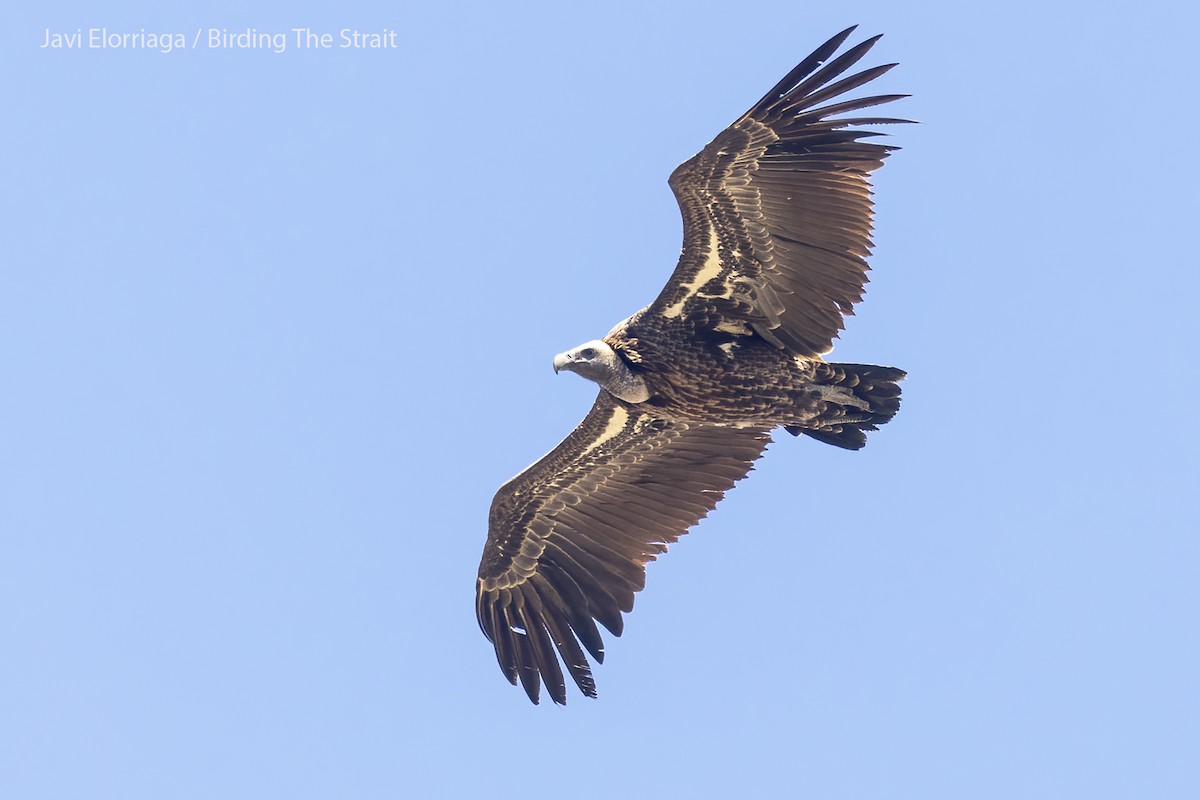 Rüppell's Griffon - ML608204641