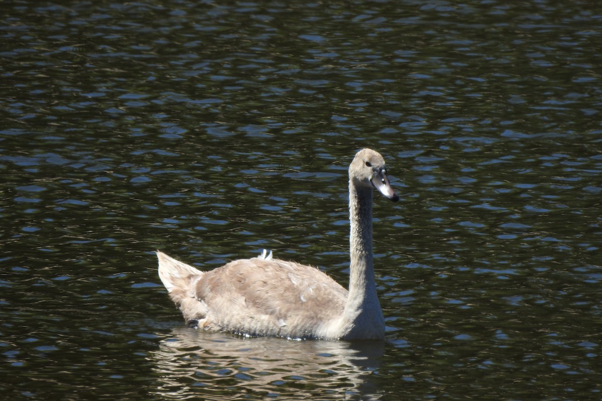 Cigno reale - ML608204791