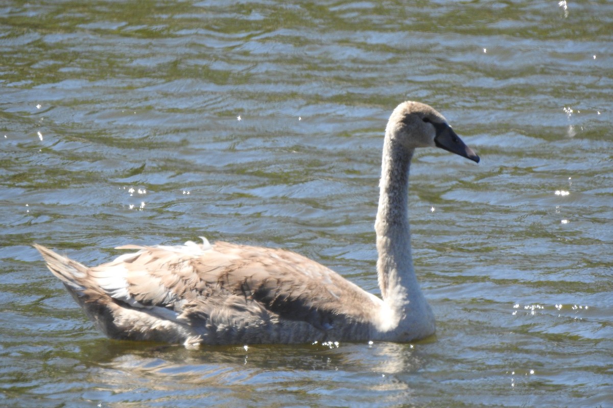 Cigno reale - ML608204801