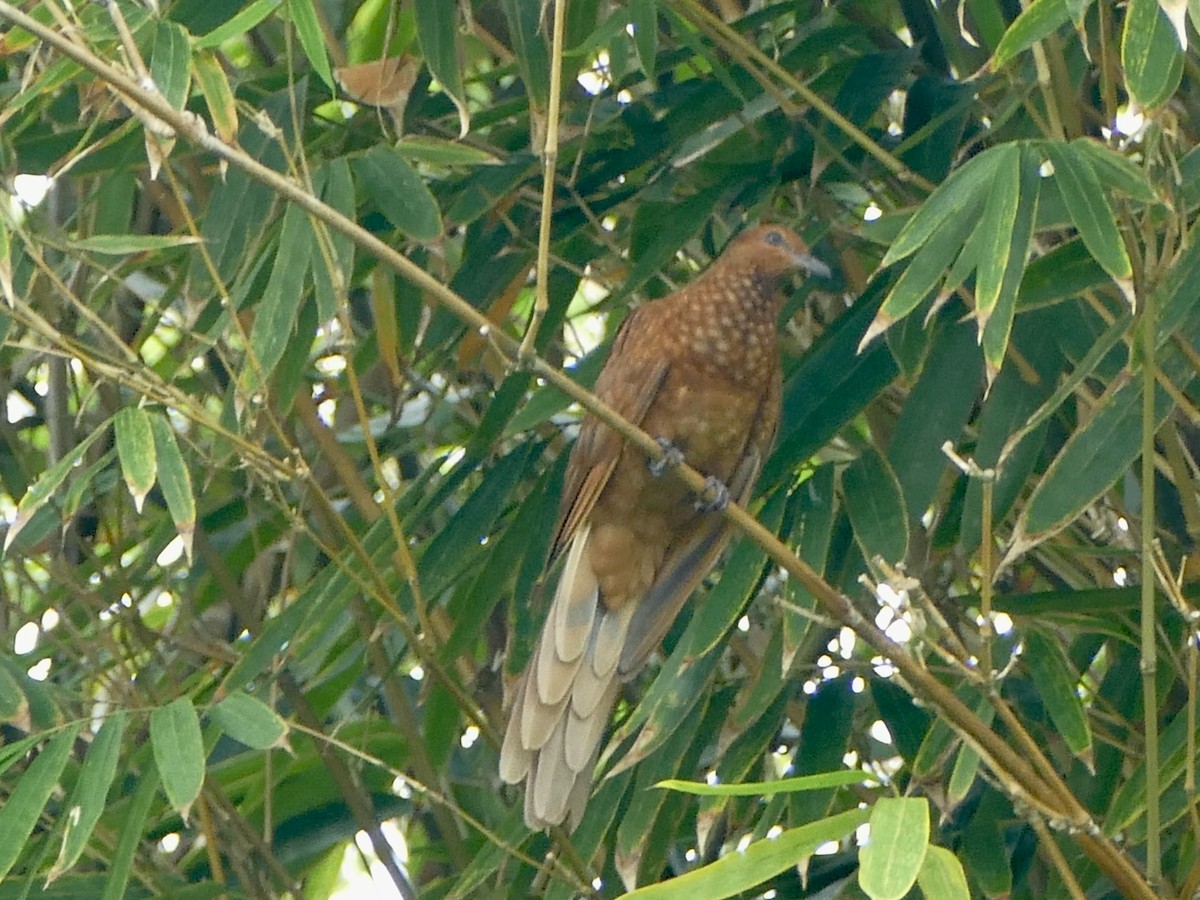 Enggano Cuckoo-Dove - ML608204941