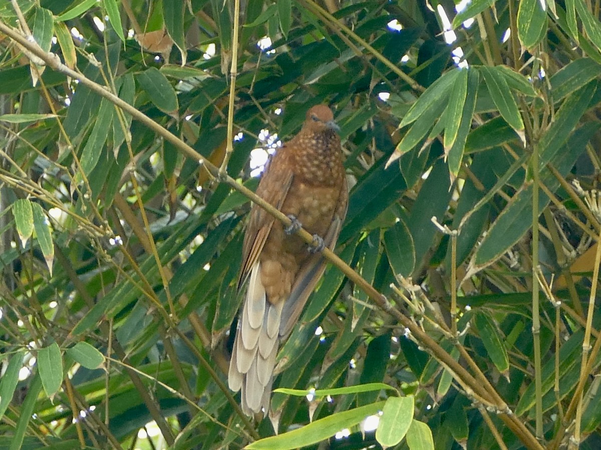 Enggano Cuckoo-Dove - ML608204951