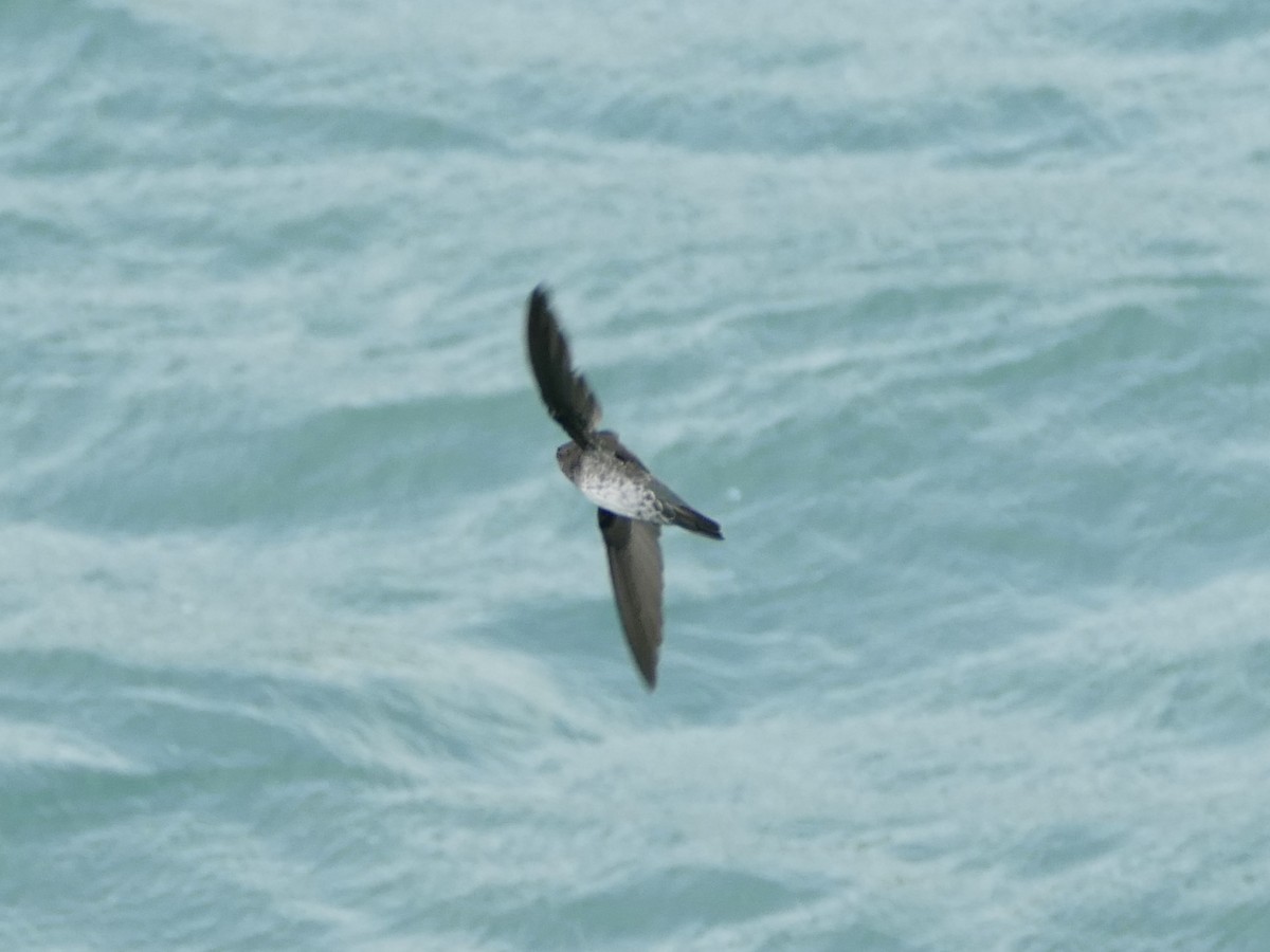 Plume-toed Swiftlet - ML608205211