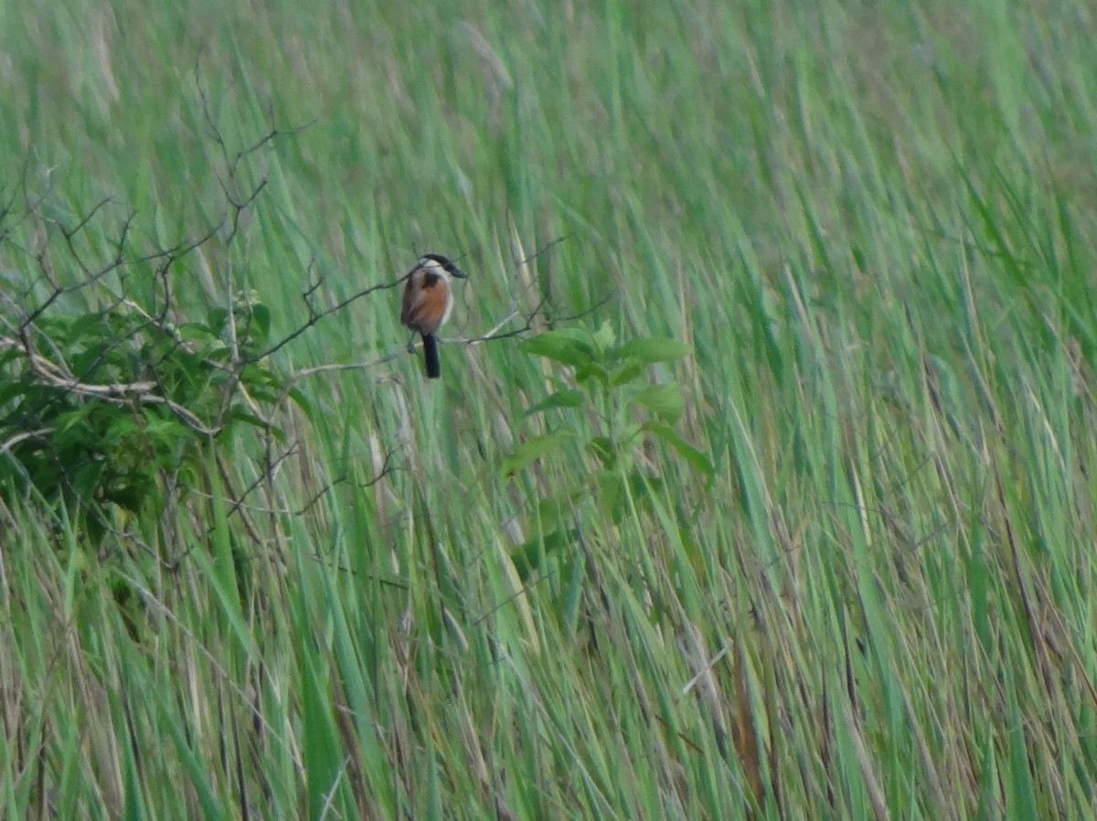 Marsh Tchagra - Catherine McFadden