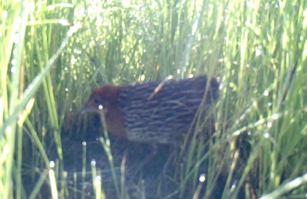 Streaky-breasted Flufftail - Gabriel Jamie