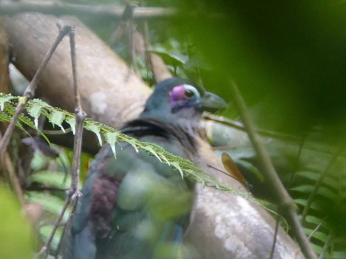 Sumatran Ground-Cuckoo - ML608207031