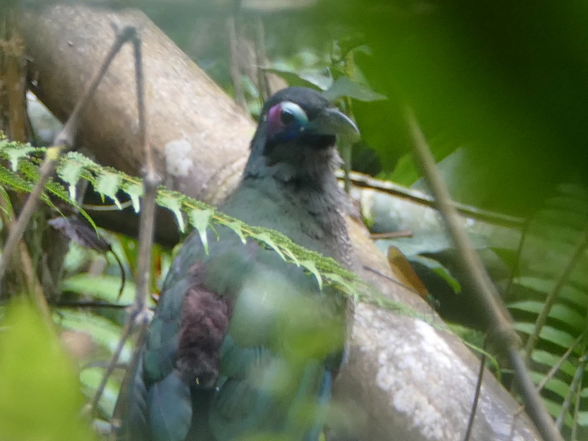 Sumatran Ground-Cuckoo - ML608207041