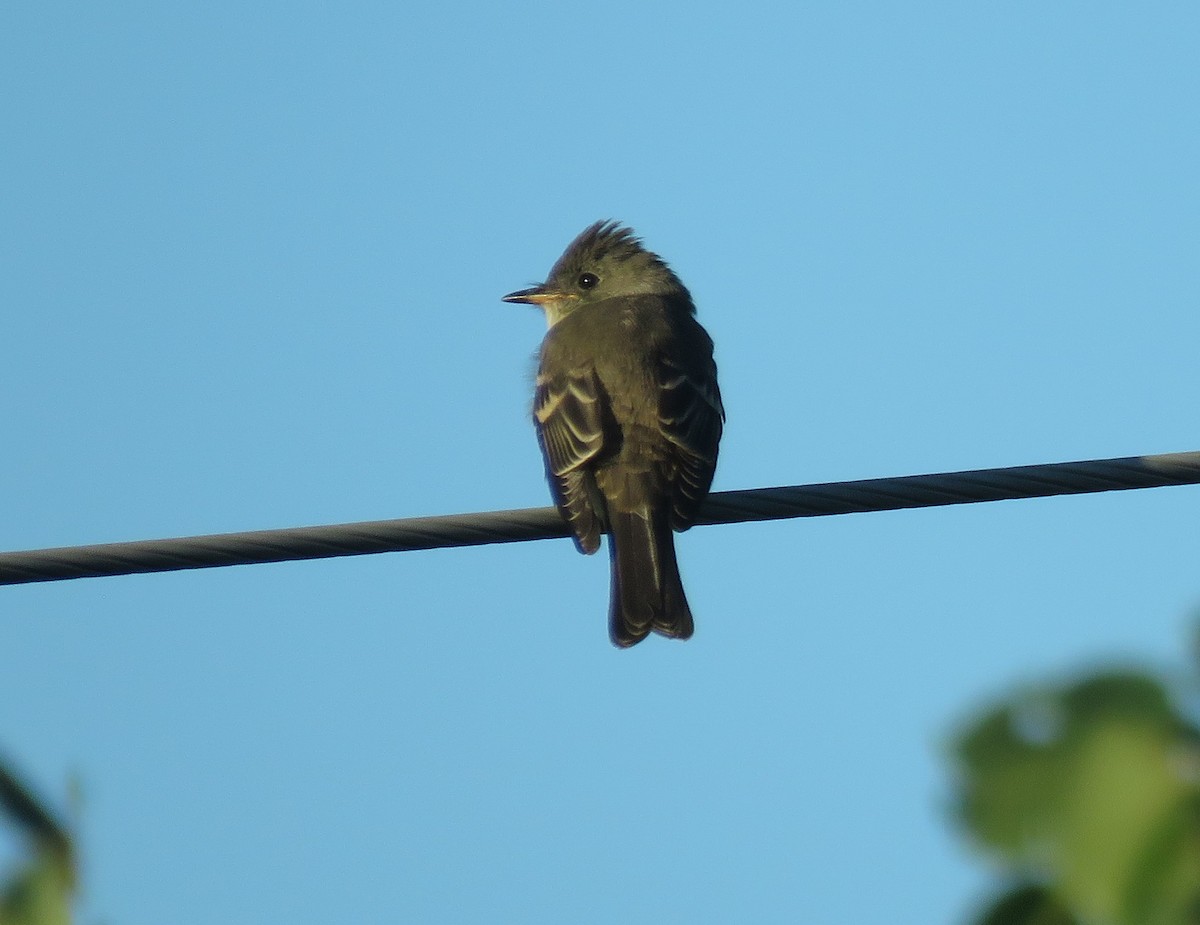 Eastern Wood-Pewee - Jean Boulva