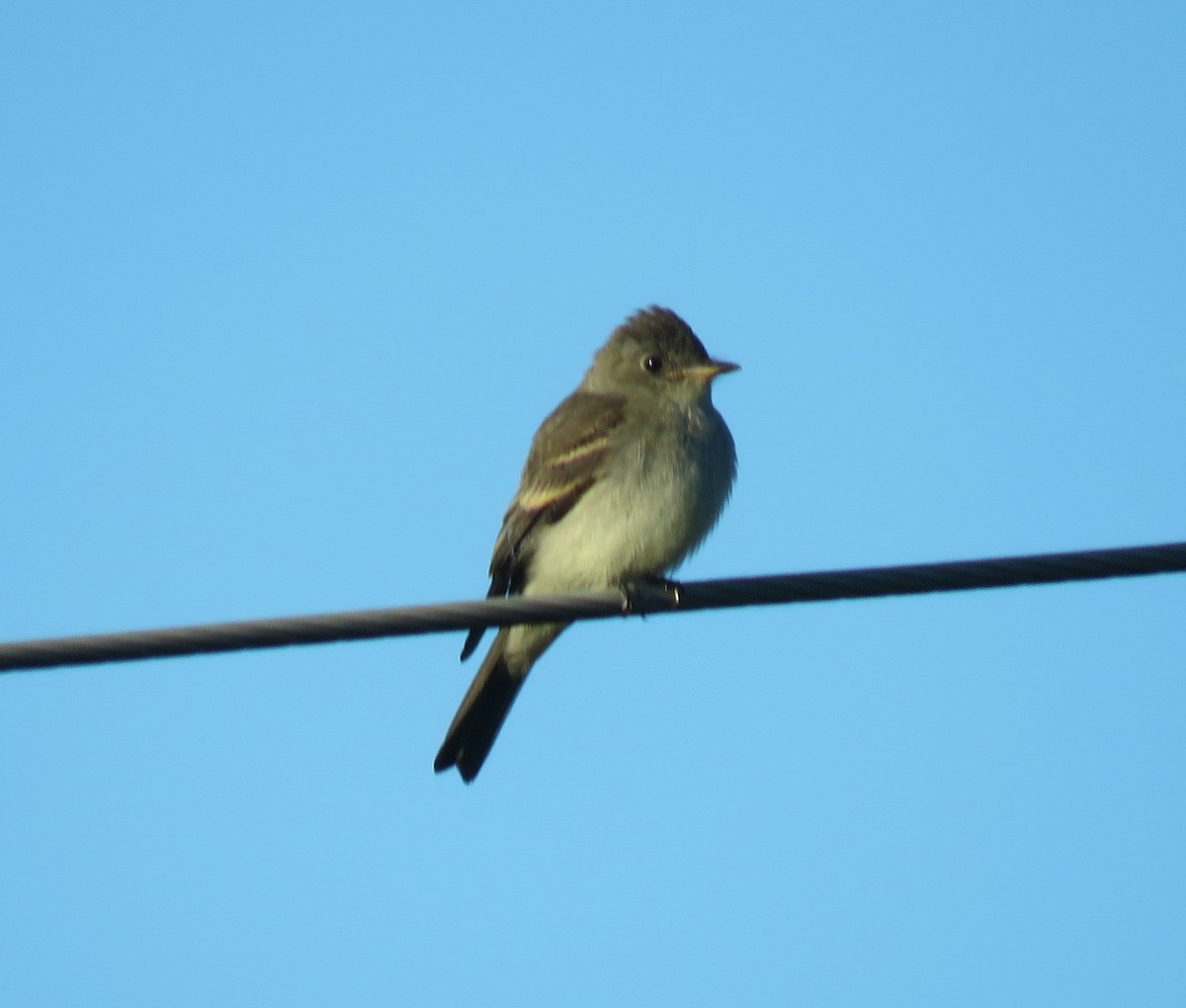 Eastern Wood-Pewee - ML608207951