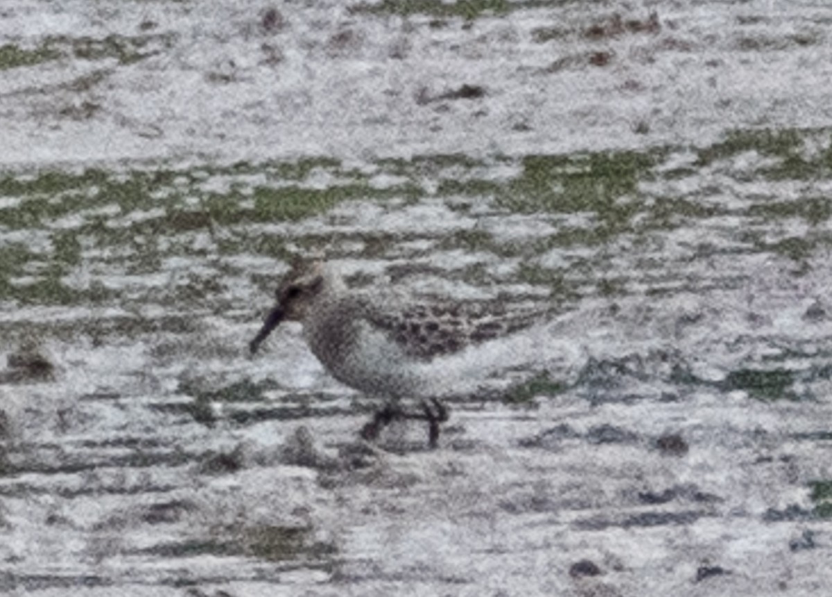 Baird's Sandpiper - ML608208651