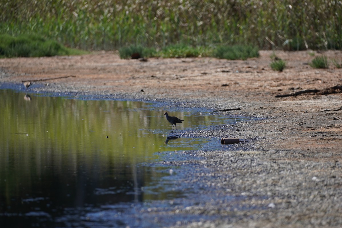 Buff-banded Rail - ML608208821