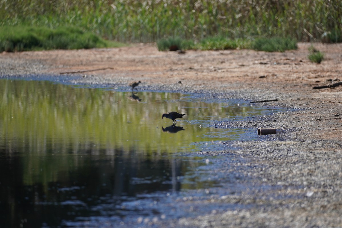 Buff-banded Rail - ML608208831