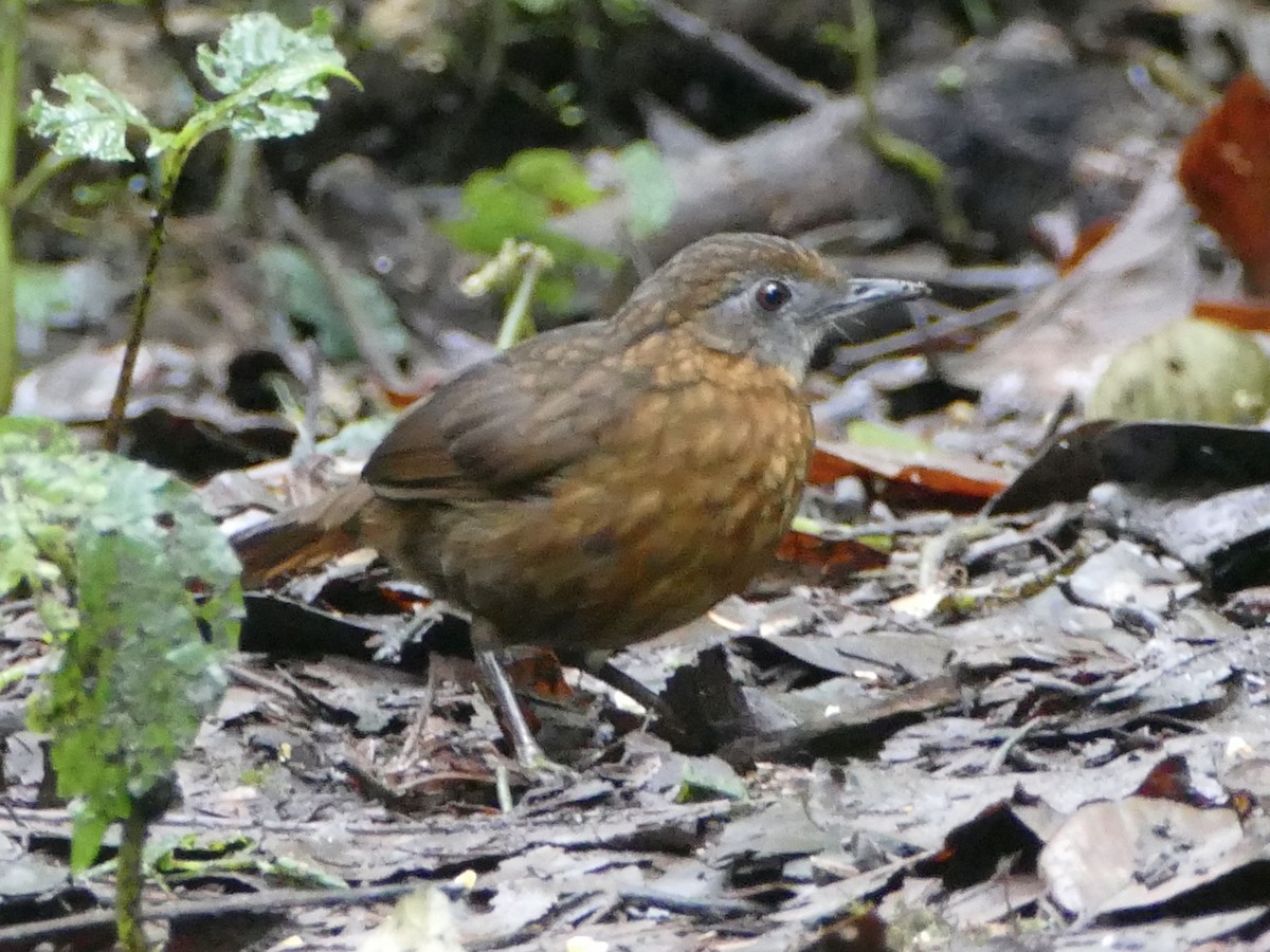 Rusty-breasted Wren-Babbler - ML608209121