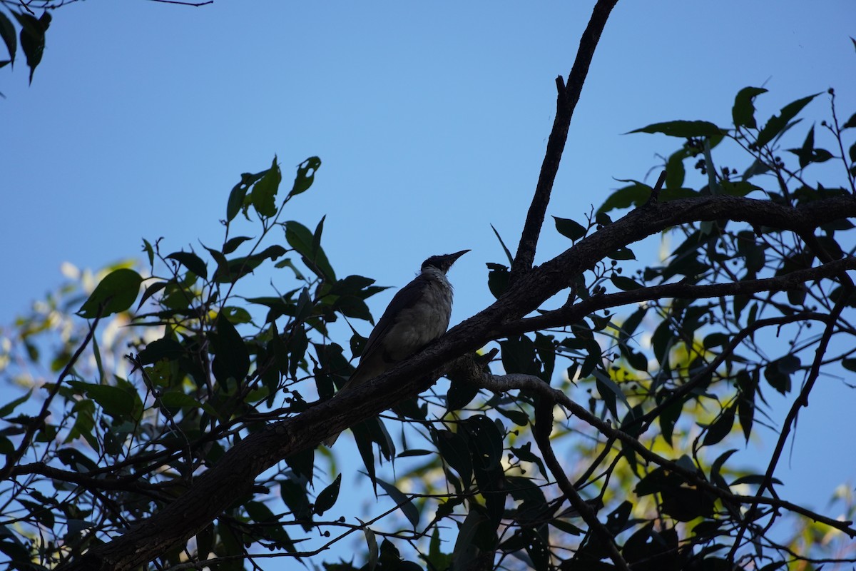 Noisy Friarbird - ML608209991