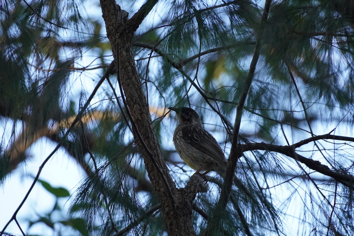 Red Wattlebird - ML608210181