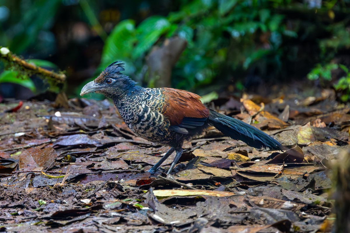 Banded Ground-Cuckoo - ML608210501