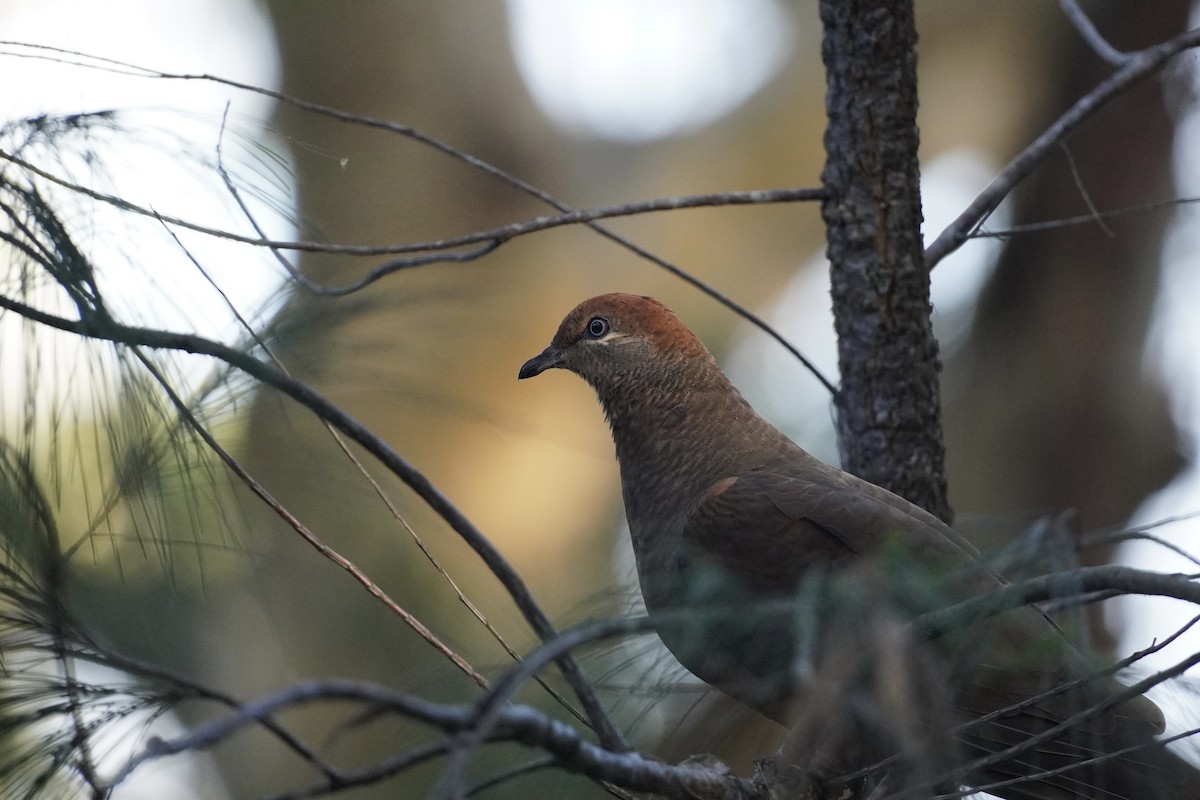 Brown Cuckoo-Dove - ML608210571