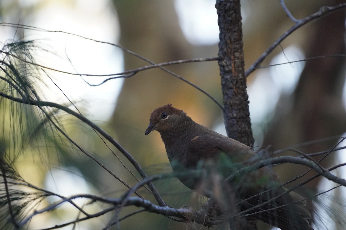 Brown Cuckoo-Dove - ML608210581