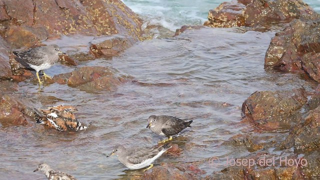 Surfbird - ML608211021