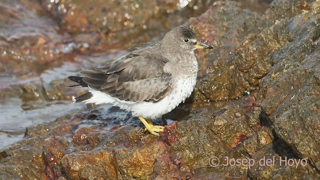 Surfbird - ML608211681