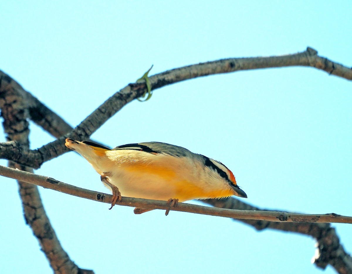 Pardalote Estriado - ML608211881