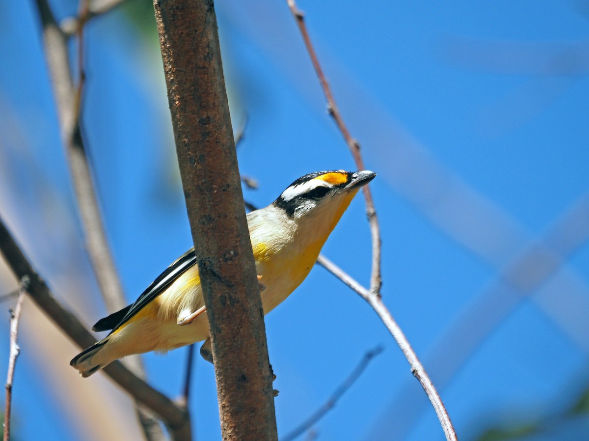 Pardalote Estriado - ML608211901