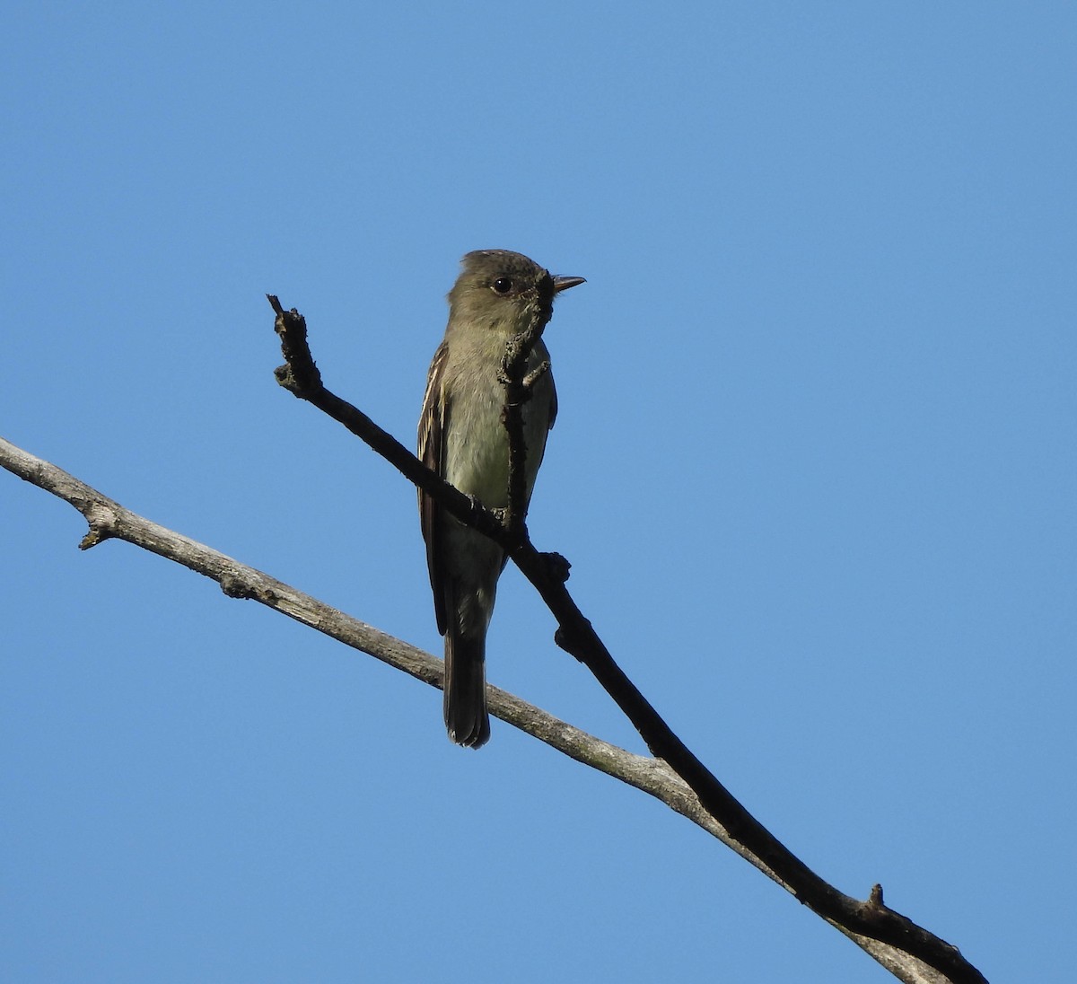 Eastern Wood-Pewee - ML608212261