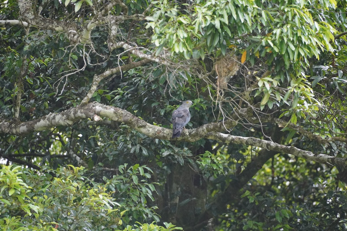 Pacific Baza - ML608212411