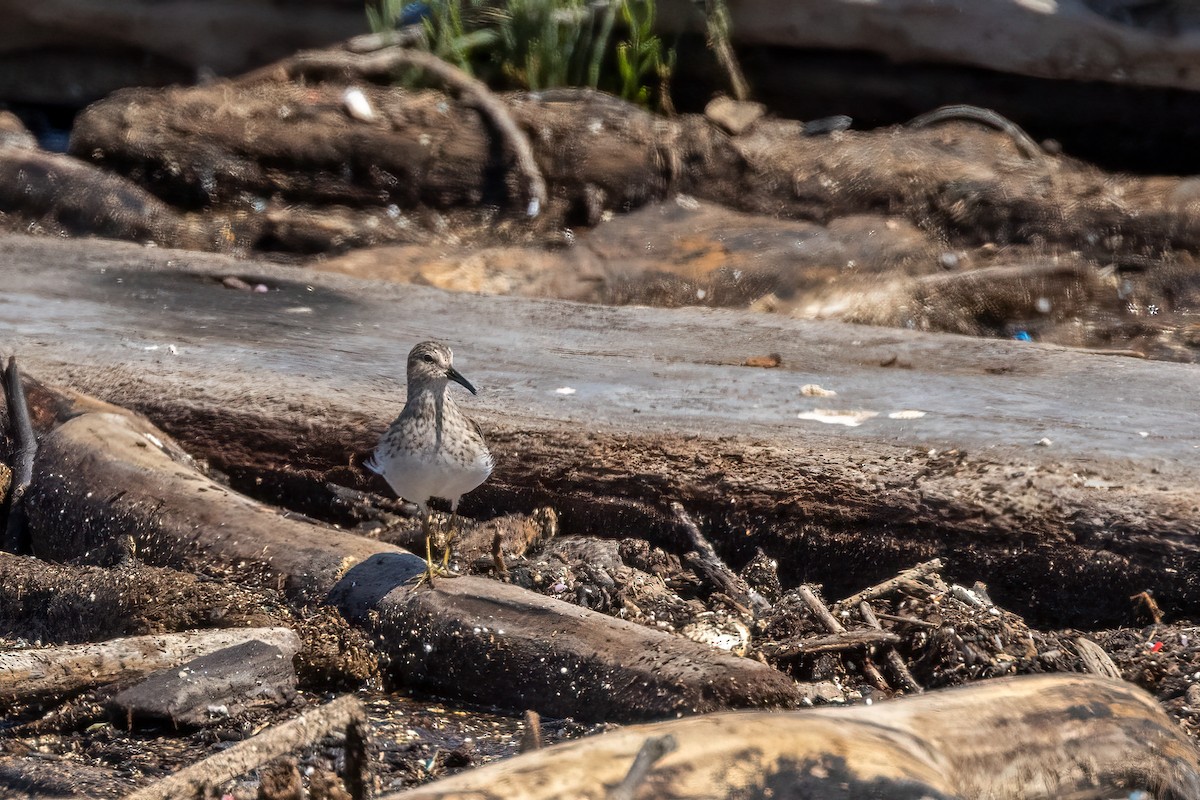 Least Sandpiper - ML608212741