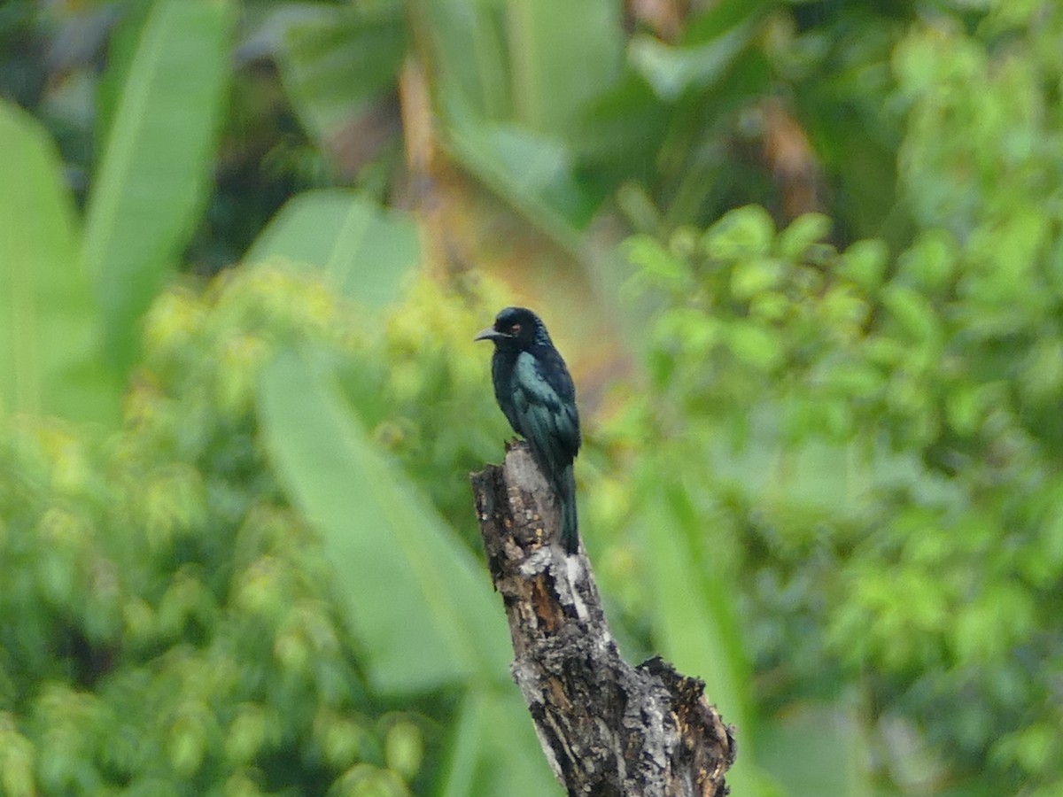 Hair-crested Drongo (Mentawai) - ML608212791