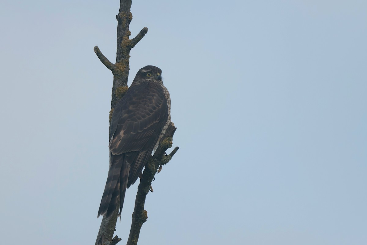 Eurasian Sparrowhawk - ML608213251